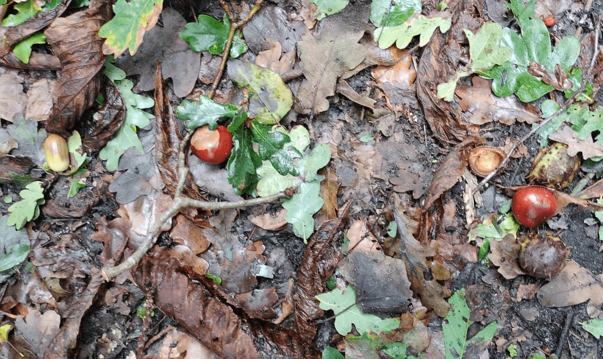 Herst toch Hersttoch